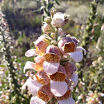 Наперстянка шерстистая (Digitalis lanata Ehrh.)