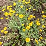 Пупавка красильная (Anthemis tinctoria L.)