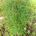 Спаржа лекарственная (Asparagus officinalis L.)