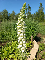 Digitalis lanata Ehrh. (Наперстянка шерстистая)