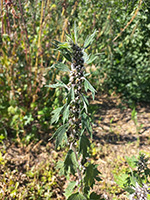 Leonurus quinquelobatus Gilllib. (Пустырник пятилопастный)