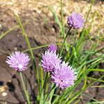 Лук малоцветковый (Allium oliganthum Kar. & Kir.)