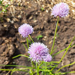 Лук многоцветковый (Allium multiflorum)