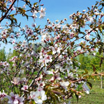 Сакура (вишня дальневосточная)