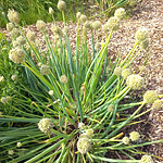 Лук пскемский (Allium pskemense B. Fedtsch)