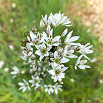 Лук ветвистый (Allium ramosum L.)